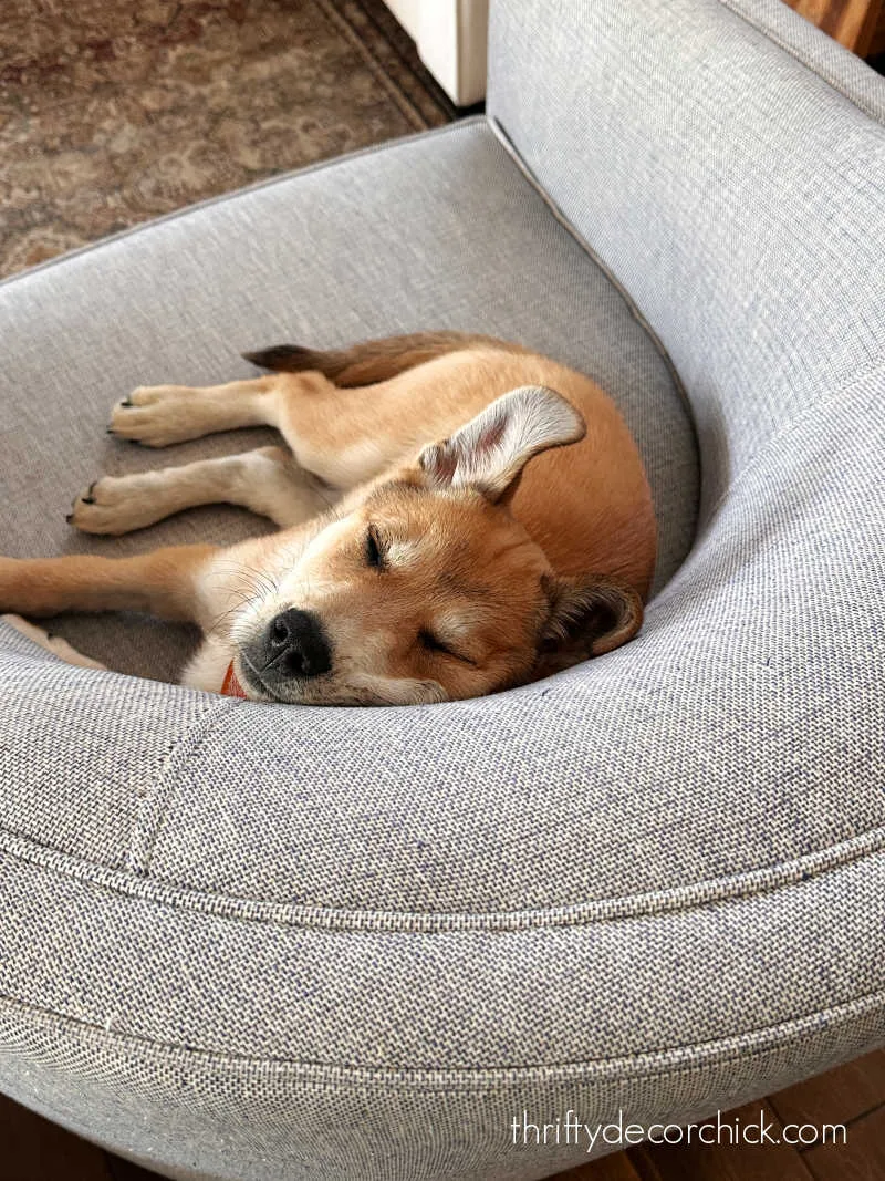 Boomer dog